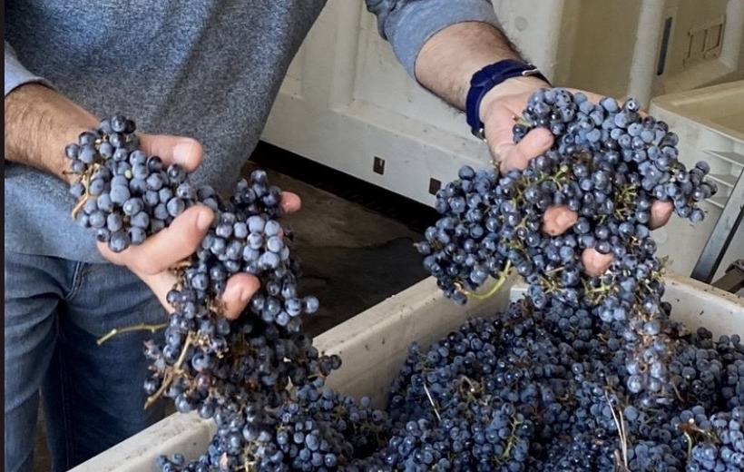 Guillermo Seta’s hands holding full clusters of grapes over a harvest bin