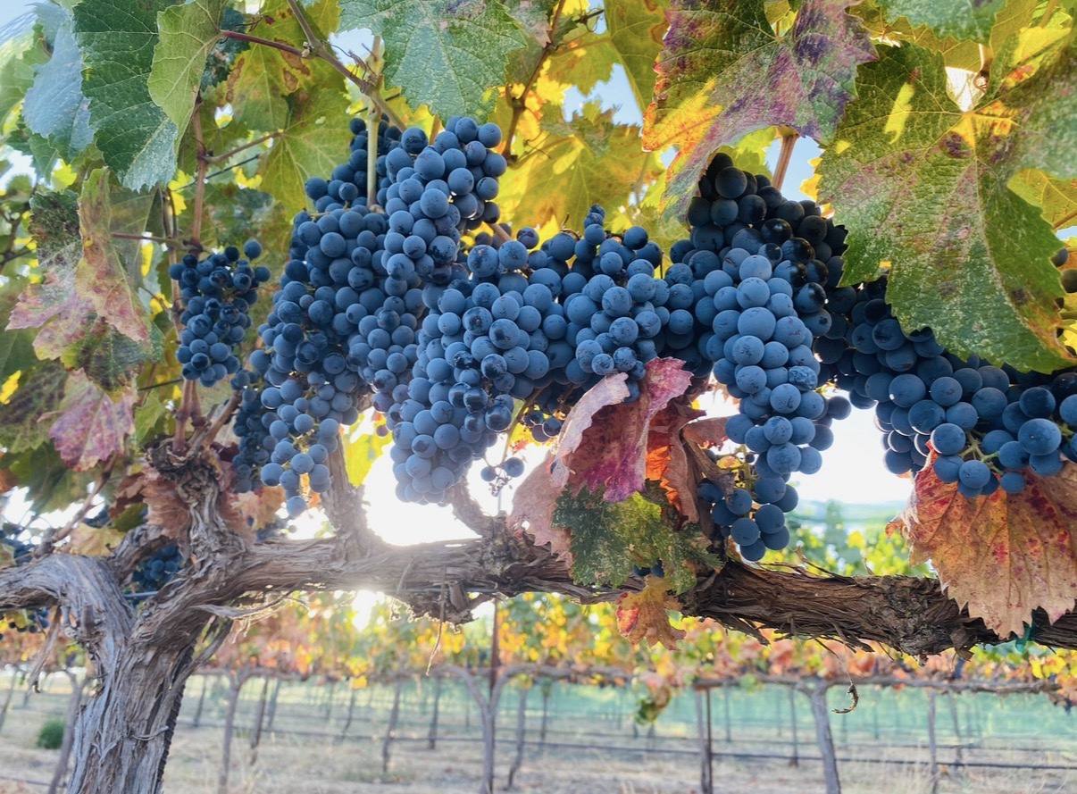 Ripe wine grape clusters hanging beneath sunlit leaves in the vineyard