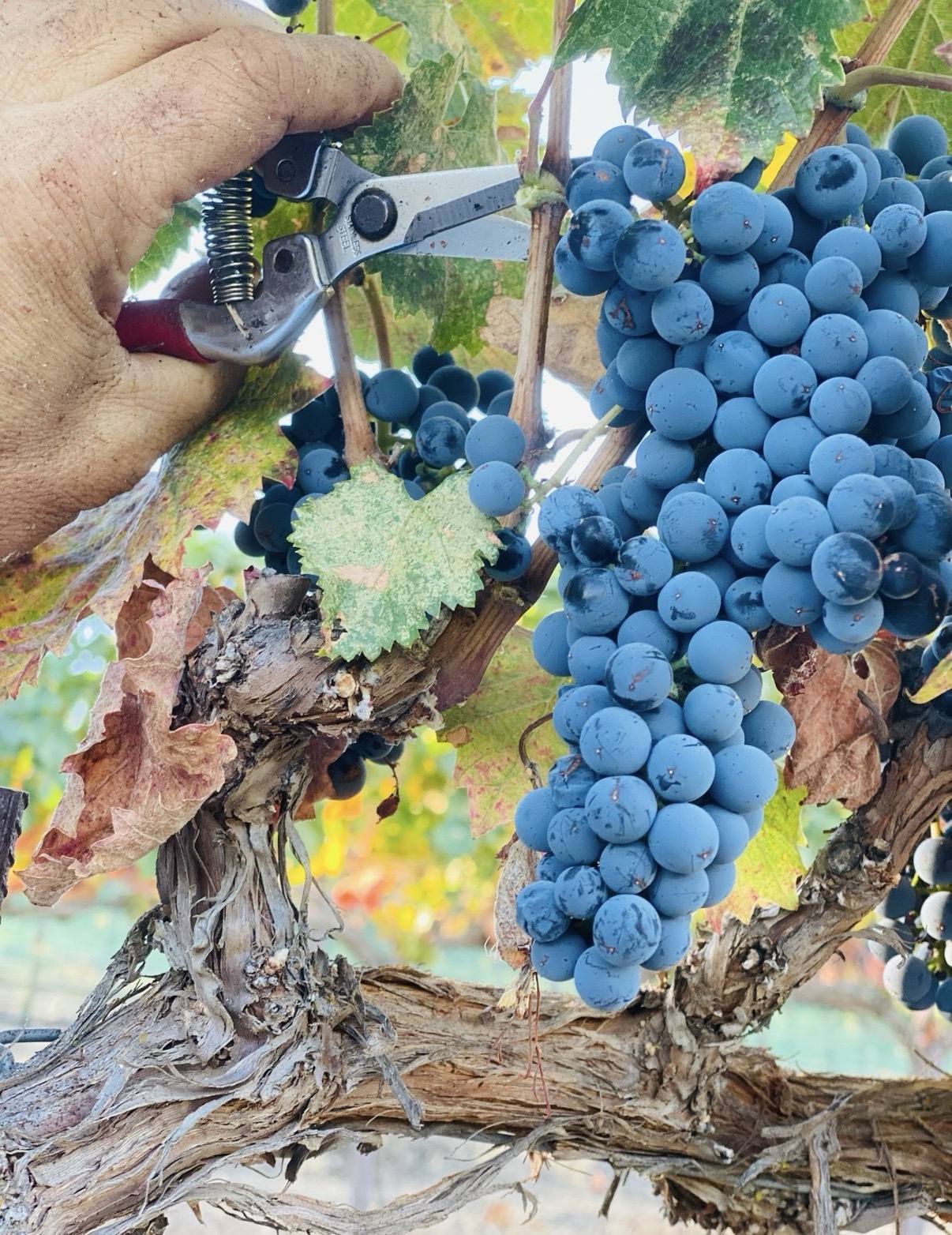 Guillermo Seta’s hand cutting a ripe grape cluster from the vine with pruning shears