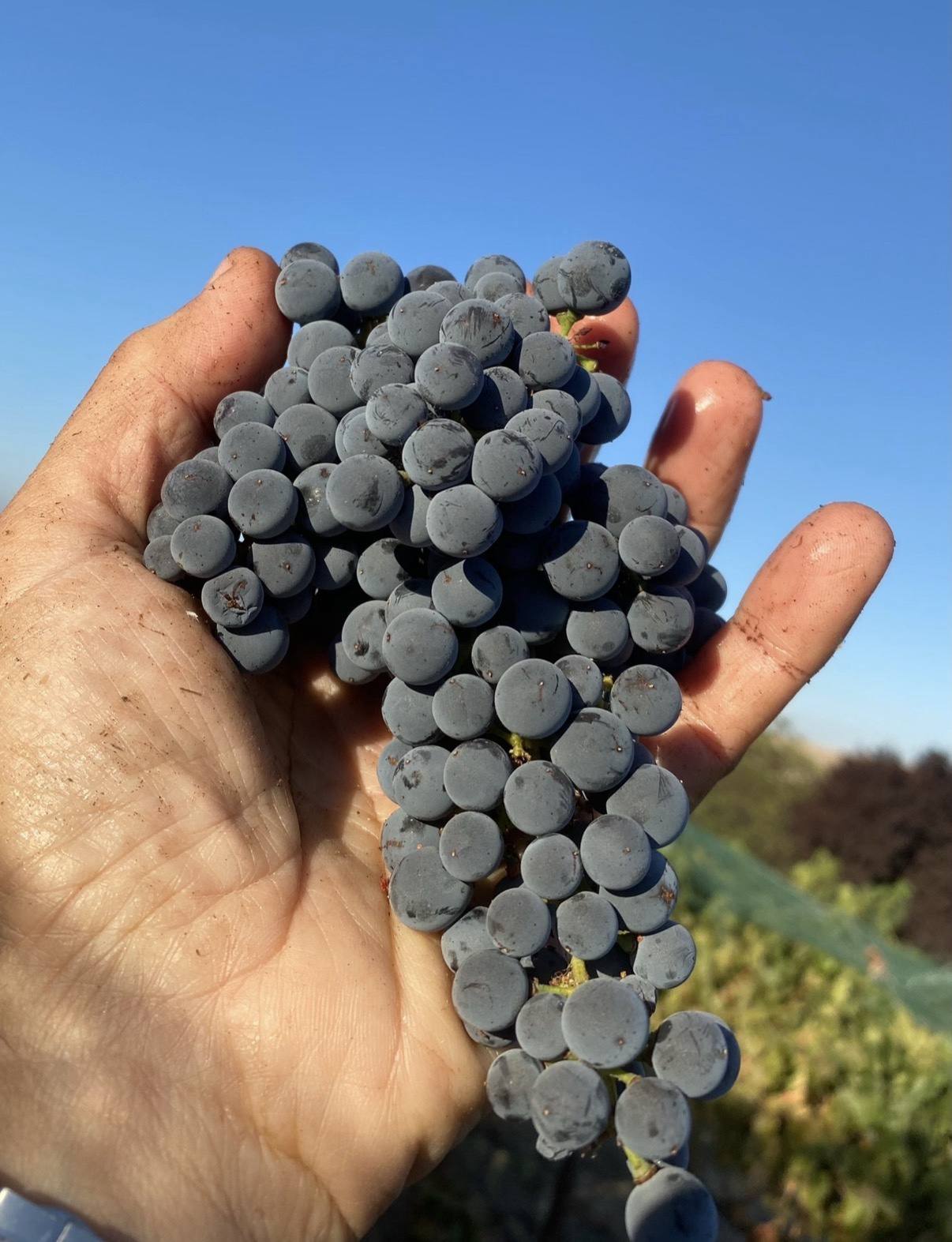 A freshly cut grape cluster held in Guillermo Seta’s hand against blue sky