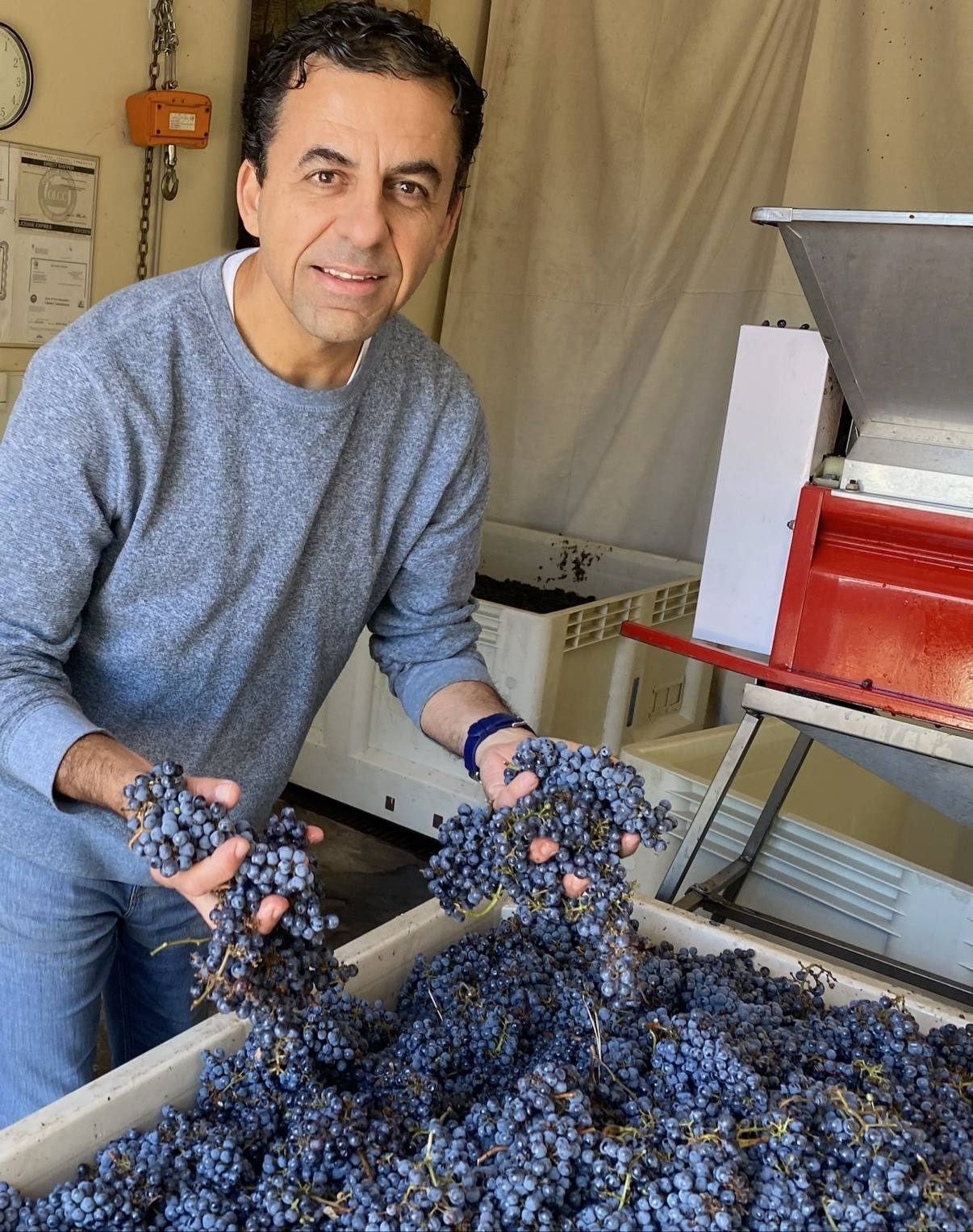 Guillermo Seta holding fresh grape clusters beside the crusher