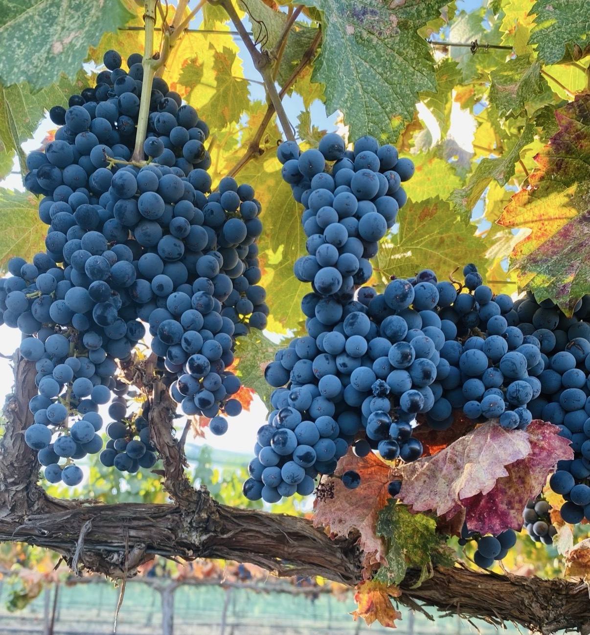 Dense ripe grape clusters on an old vineyard trunk