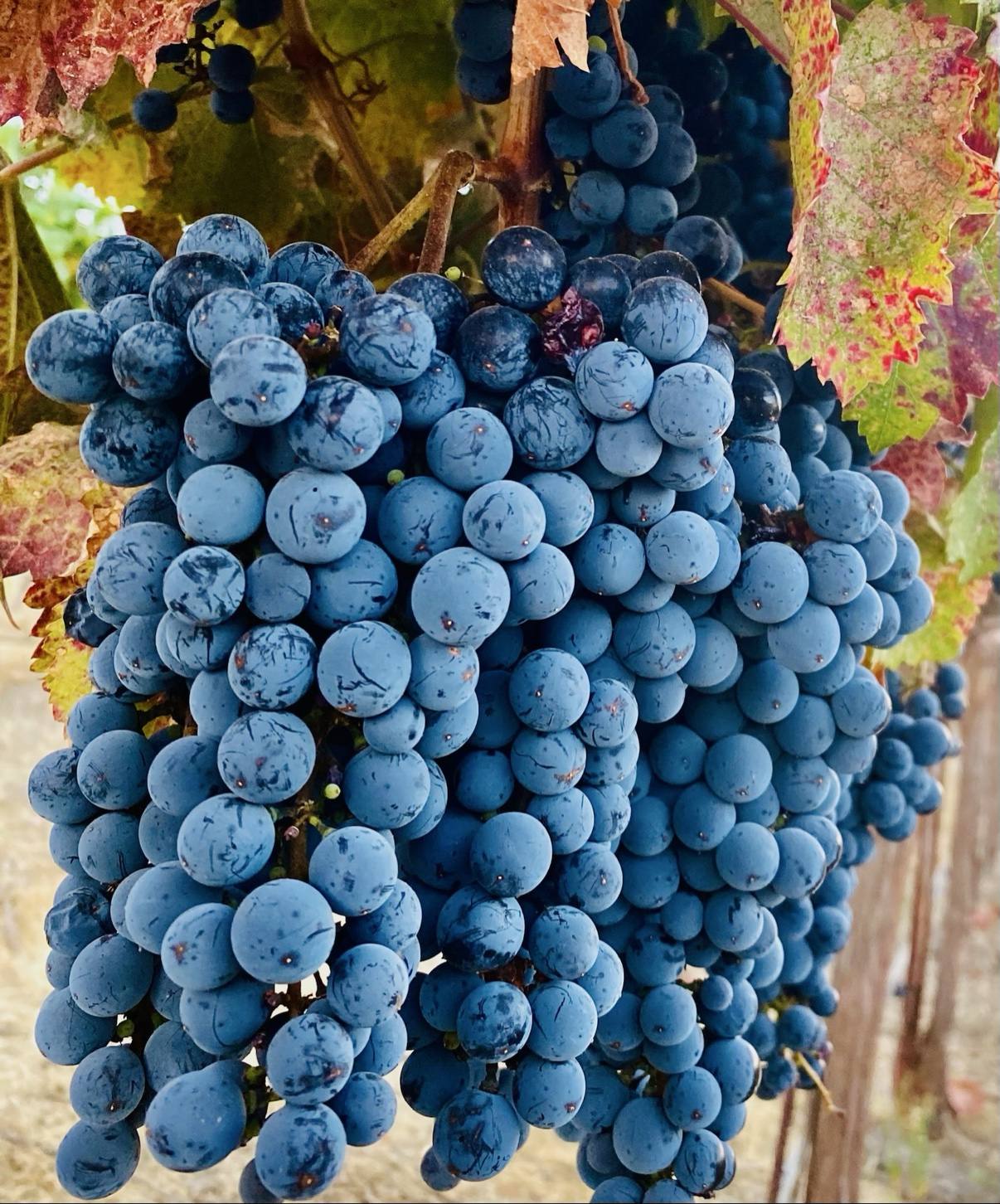 A blue-black grape cluster hanging among autumn-tinted vine leaves