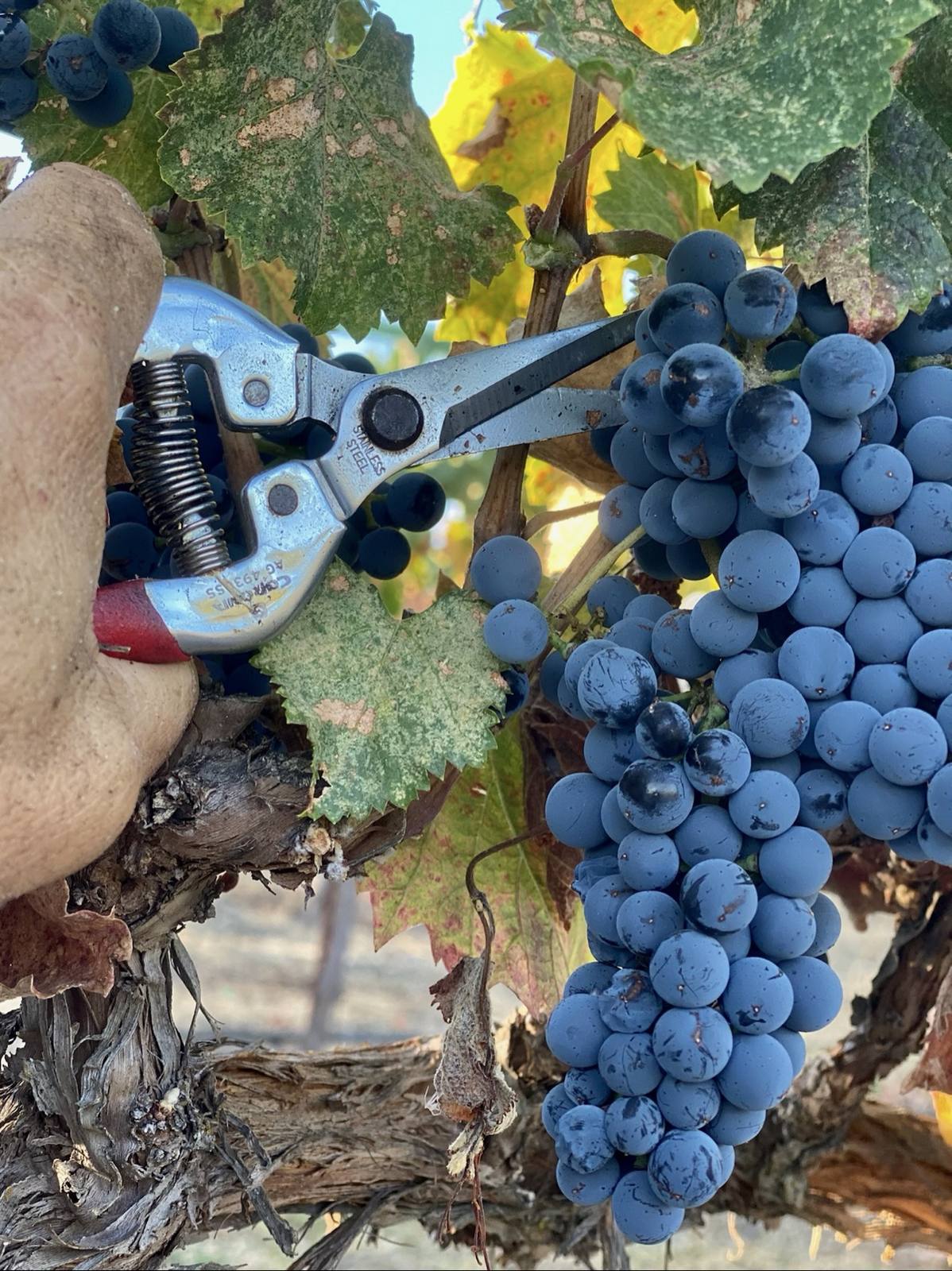 Pruning shears cutting a ripe cluster directly from the vine