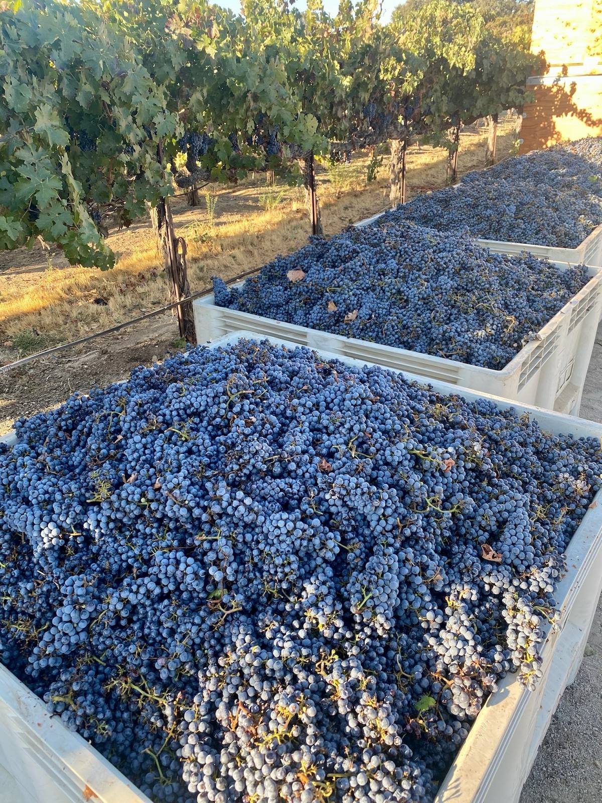 Overflowing harvest bins of blue-black grapes beside vineyard rows in golden light