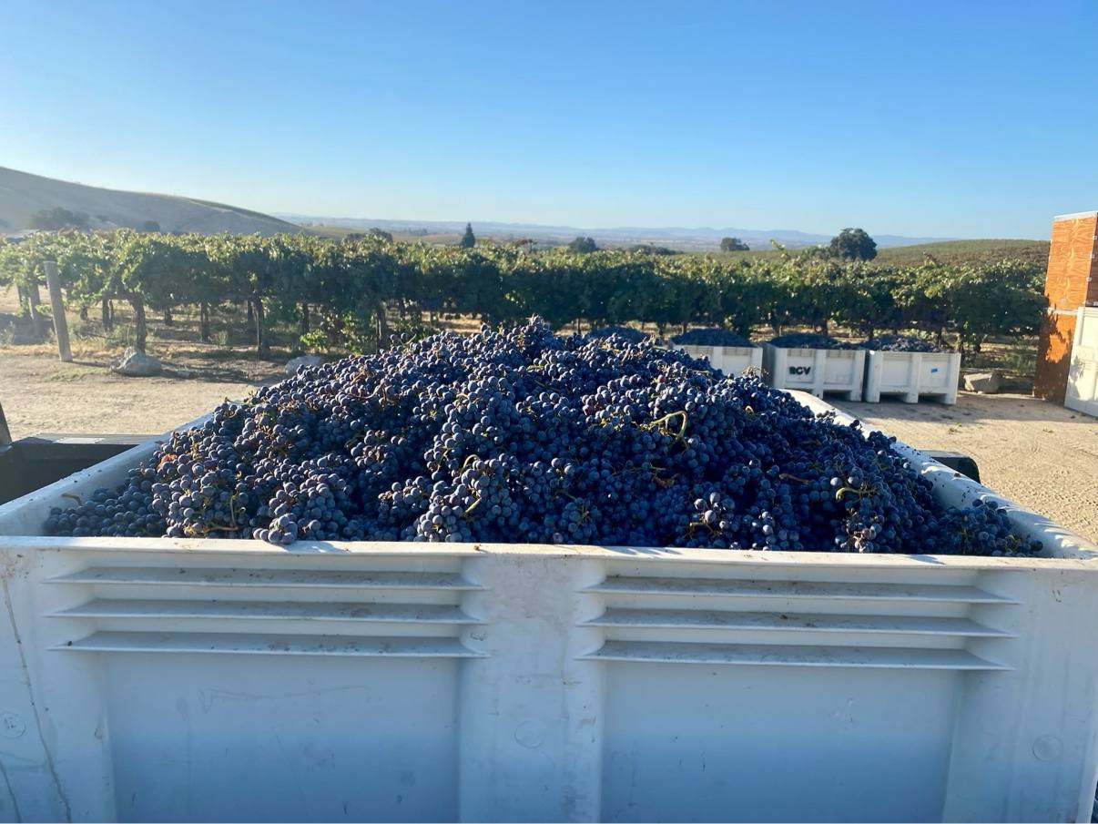 A harvest bin piled with ripe grapes against the wide vineyard landscape