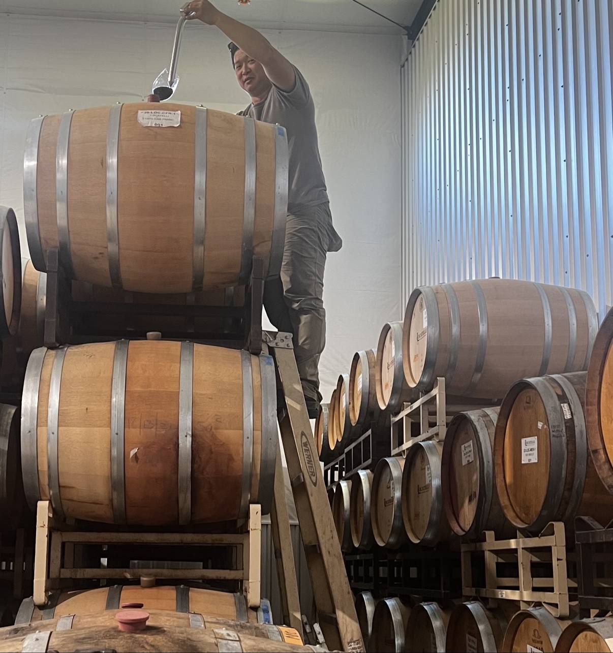 A wine thief being drawn from an oak barrel in the cellar