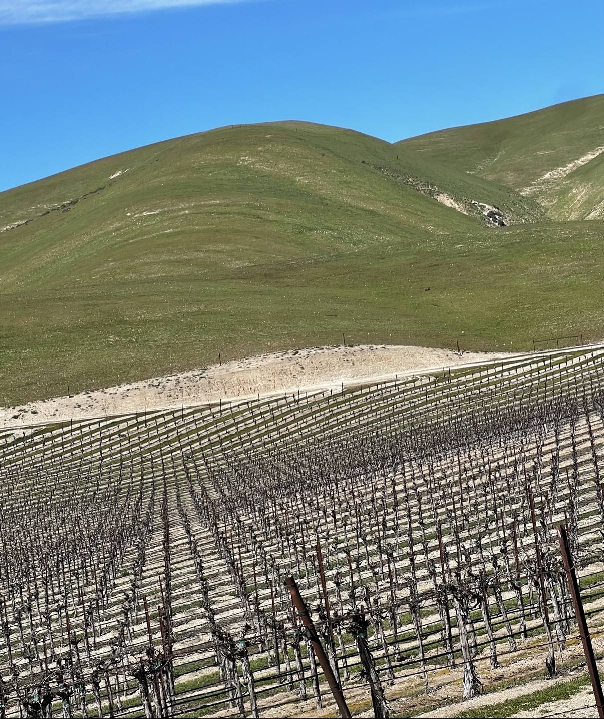 Dormant vineyard rows sweeping toward green hills beneath a clear blue sky