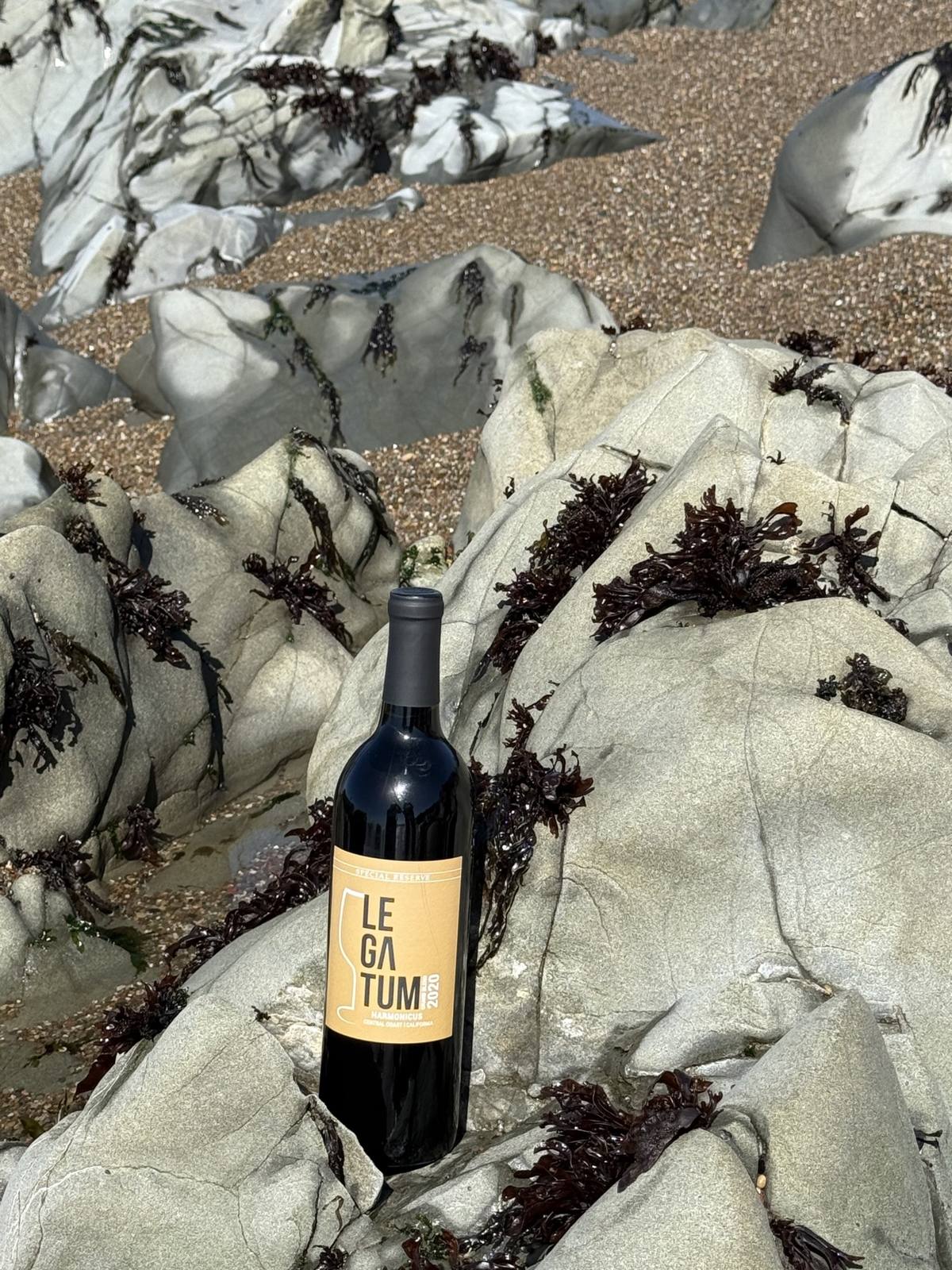Gold-label Harmonicus bottle standing among amber seaweed at the waterline