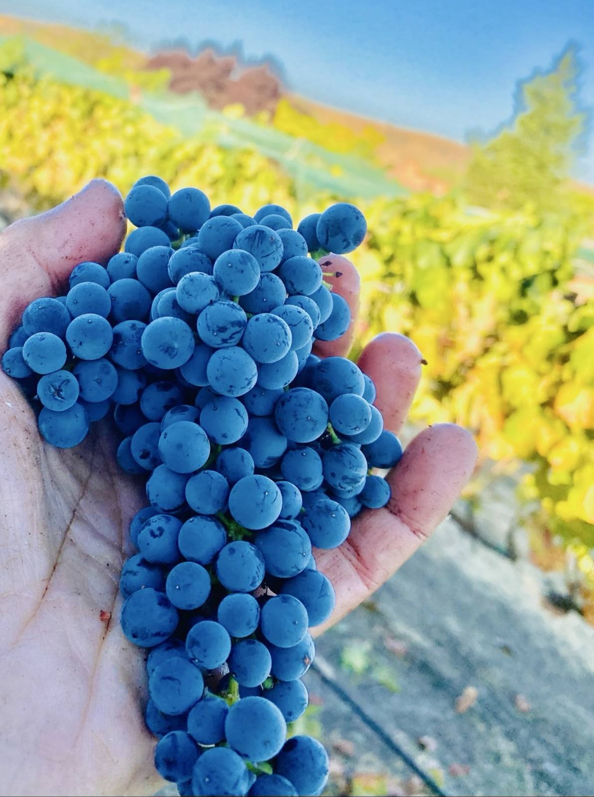 A ripe grape cluster held in warm vineyard light