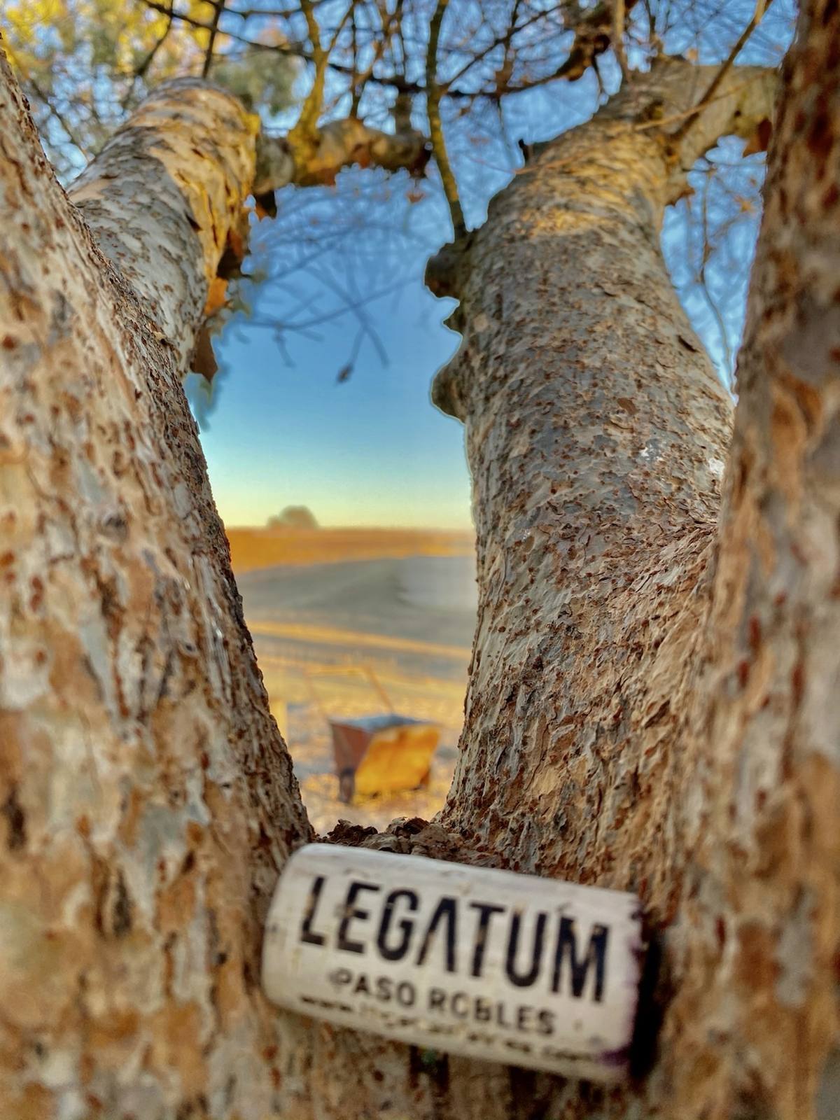 A Legatum cork held between two tree trunks with the vineyard and a wheelbarrow beyond